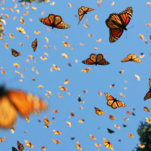 Meet your Posher, Elodie